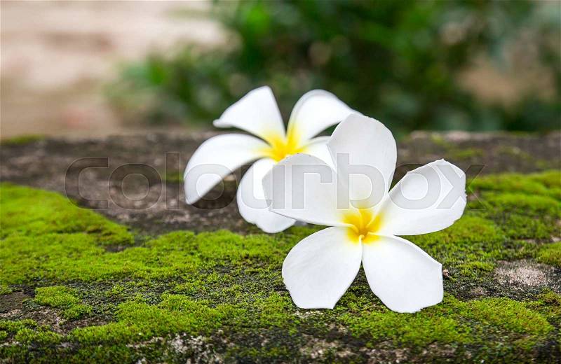 Close up plumeria flowers on a floor, stock photo