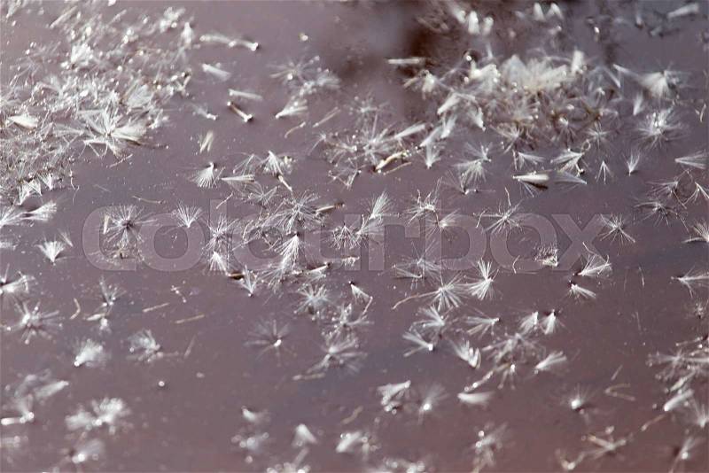 Fluff from a dandelion on the surface of the water in nature, stock photo