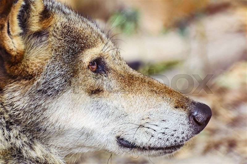 Close up Portrait of the Grey Wolf, stock photo