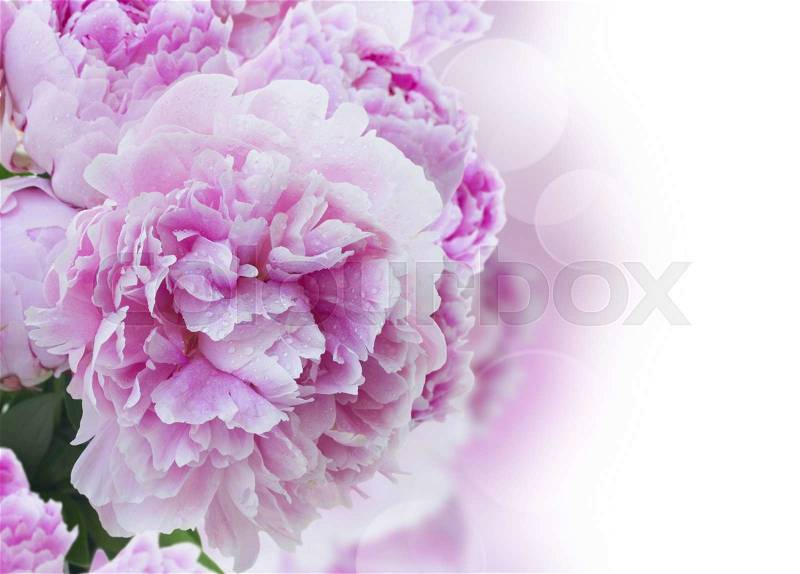 Border of blooming pink peonies close up isolated on white background, stock photo