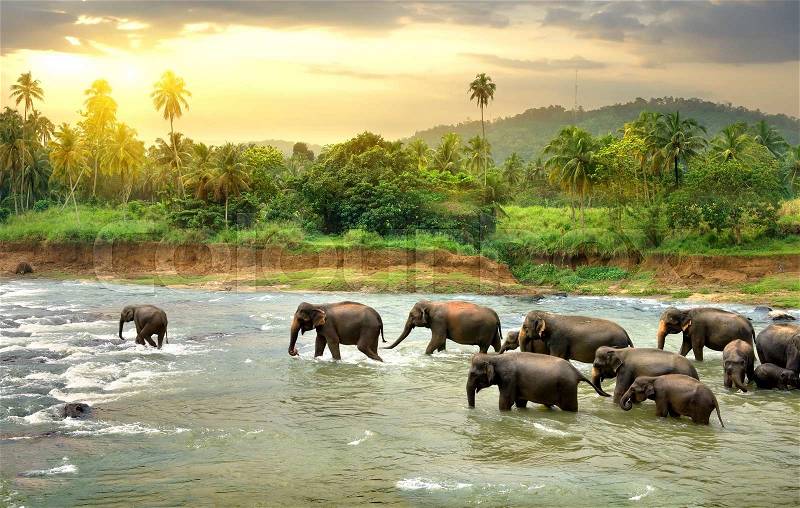 Herd of elefants walking in a jungle river, stock photo