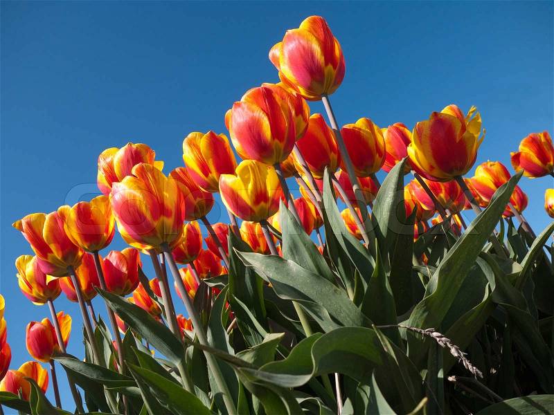 Red yellow tulips against the blue sky, stock photo