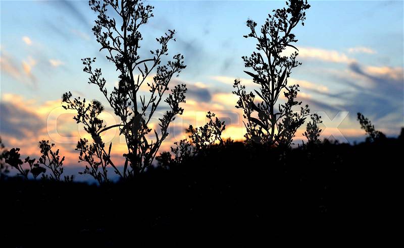 The silhouette picture of mountain plants on the sunset time black shadow no detail with sunset background, stock photo