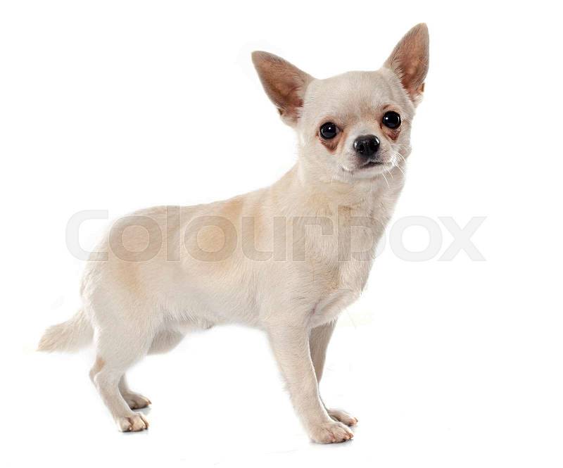 Short hair chihuahua in front of white background, stock photo