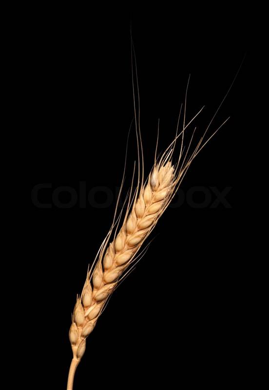 Wheat isolated on black background, stock photo