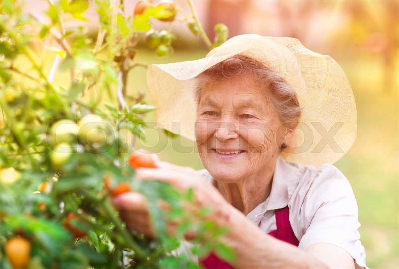 Senior woman in her garden harvesting tomatoes, stock photo