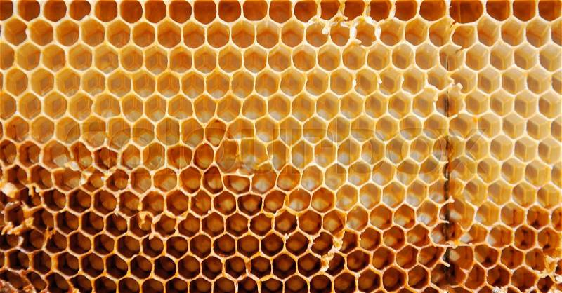 Unfinished honey making in honeycombs, stock photo