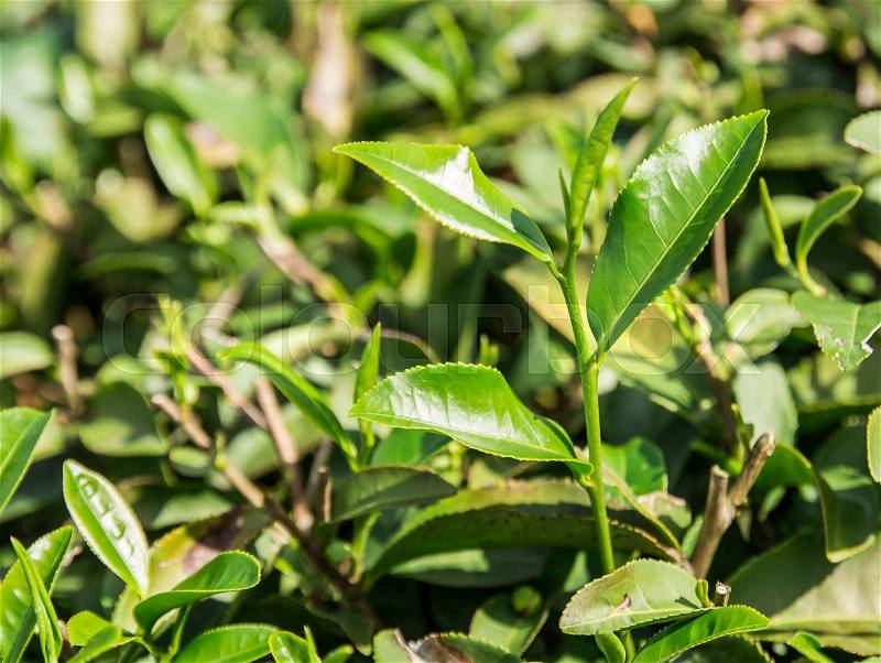 Green tea leaves in a tea plantation in the daytime, stock photo