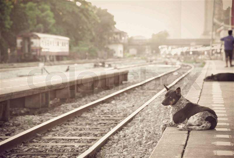 Dog waiting for his master to the retro steam train station, stock photo