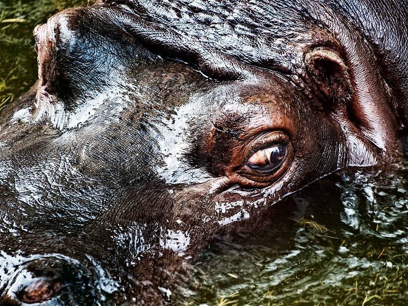 Hippopotamus portrait with big eye in green water, stock photo