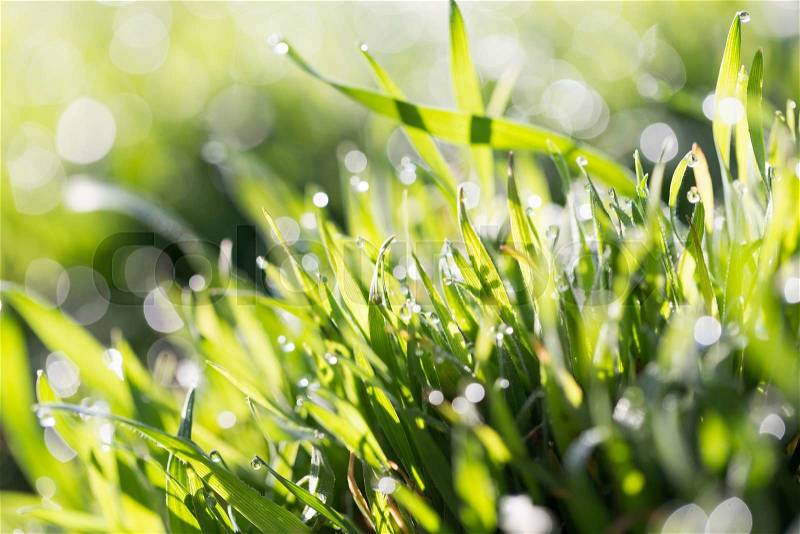 Drops of dew on the green grass, stock photo