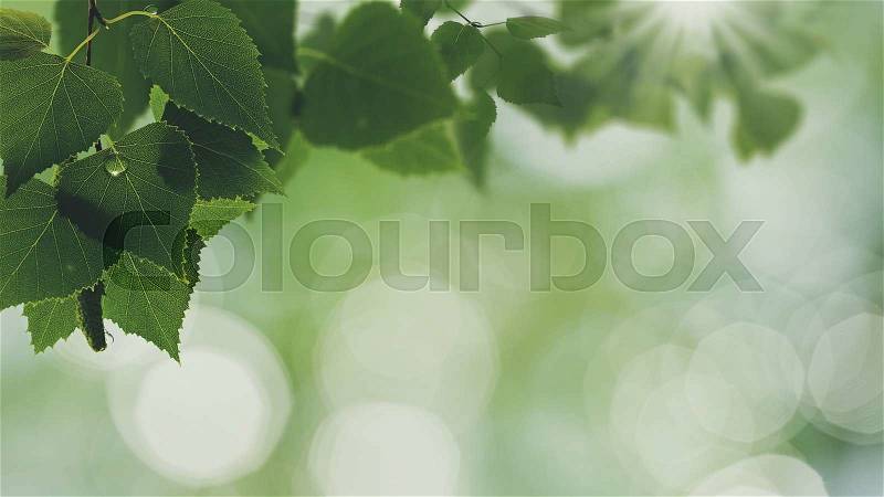 After the rain. Abstract seasonal backgrounds with green foliage and water drops, stock photo
