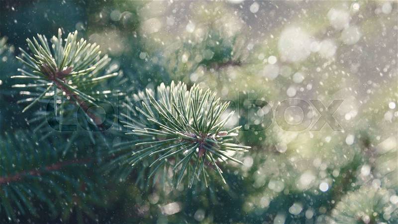 Pine tree and snow fall, abstract seasonal backgrounds, stock photo