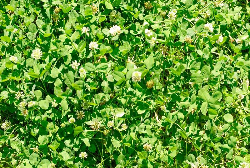 White clover (Trifolium repens). Flower of the clover. Trifolium Repens L. (White clover, Dutch Clover), stock photo