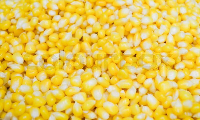 Boil corn kernels for cook some food, stock photo