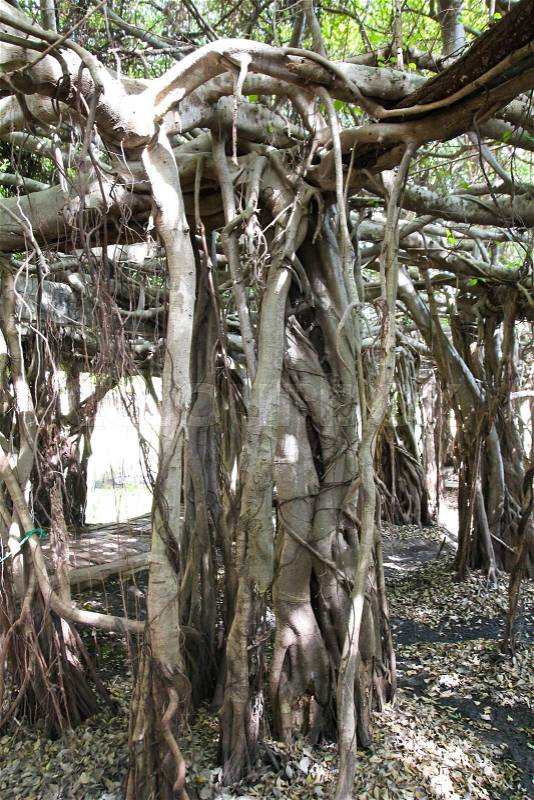 Banyan tree roots, stock photo