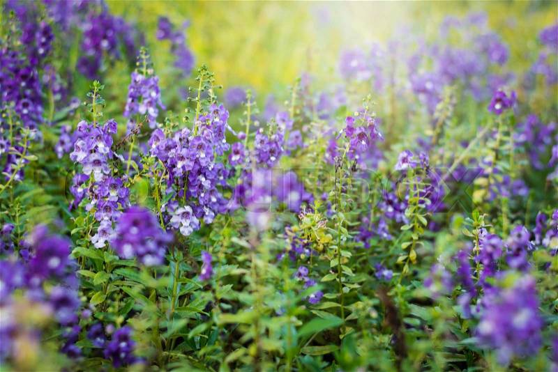 Angelonia goyazensis Benth flower in the meadow under sunlight, stock photo