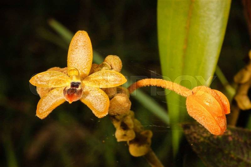 Forest orchid Thte scientific name Eria discolor Lindl, in rainforest Thailand, stock photo