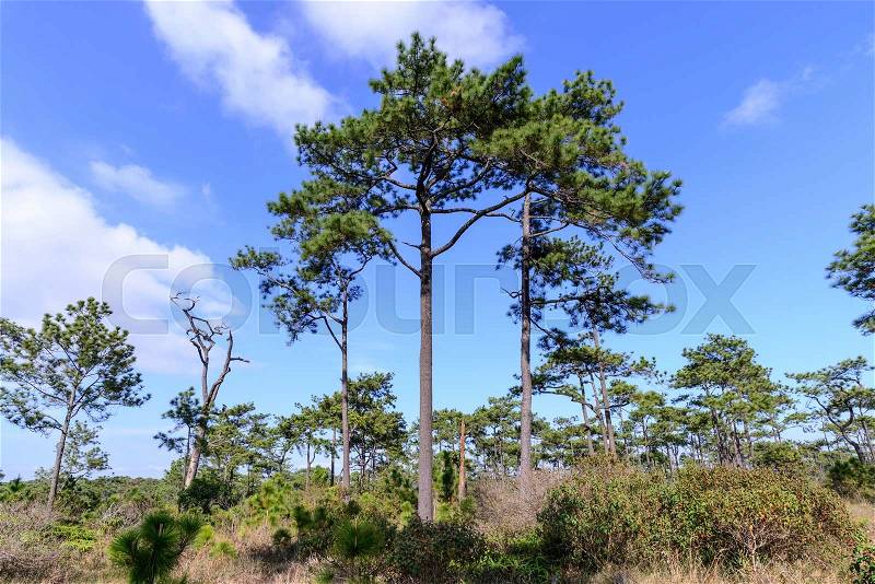 Pine forest with blue sky in sunny day, stock photo