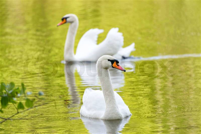 White swans on green lake water reflecting the foliage in sunny day, swans on pond, stock photo