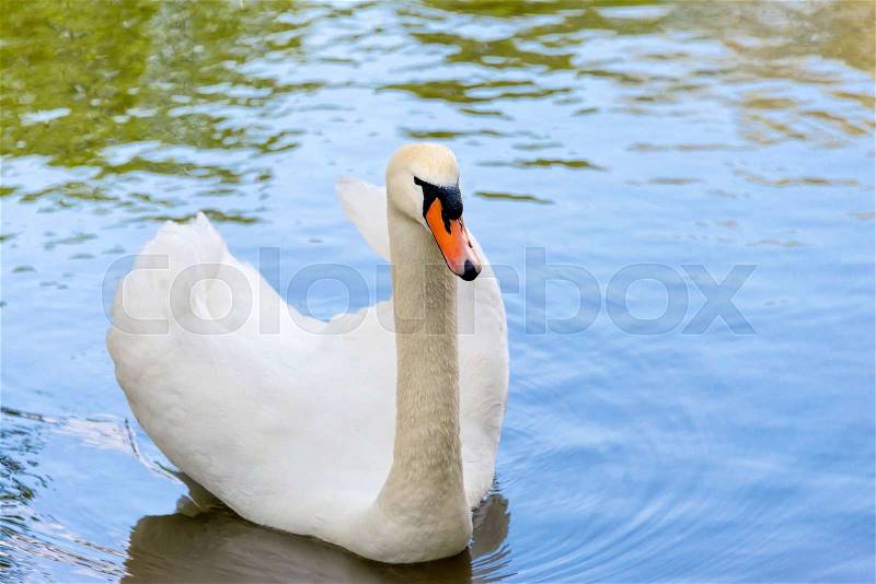 White swan on blue lake water in sunny day, swans on pond, stock photo