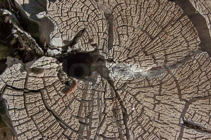 Wood round texture. Cracked juniper. Pine wood background, stock photo