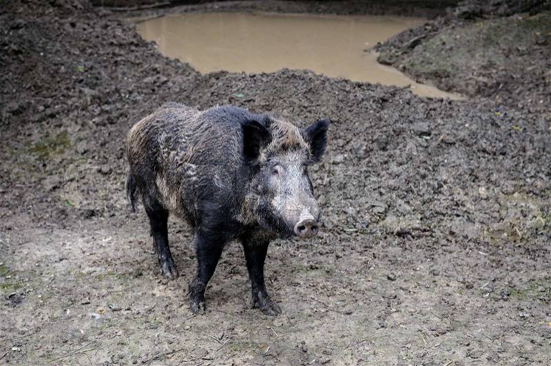 Wild boar in wood. Boar in dirt , stock photo