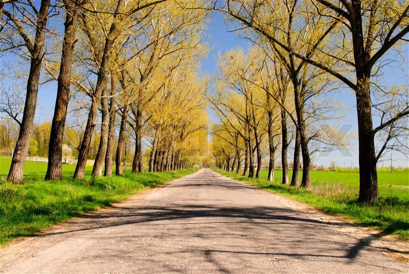 Trees and road near the village, stock photo