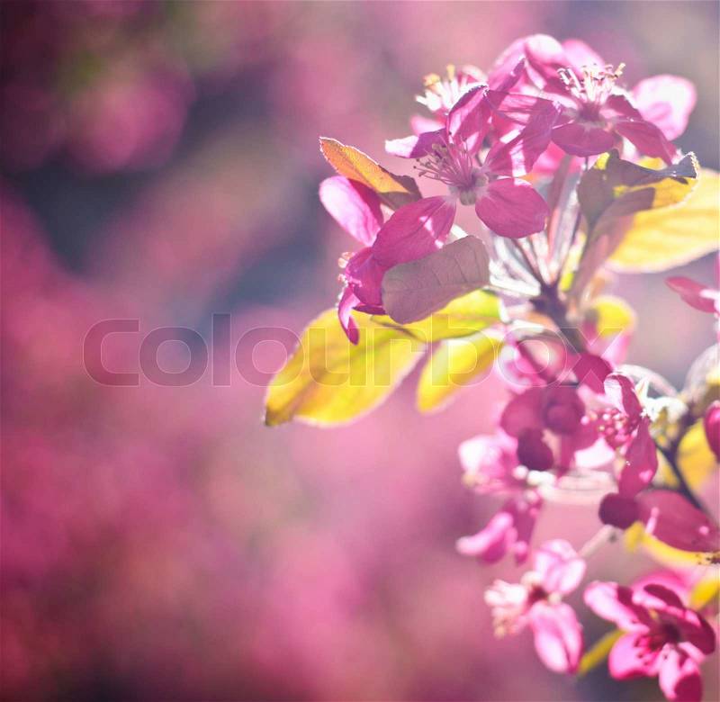 Apple blossom macro. Shallow deep of field. Focus on flowers. Beautiful bokeh background, stock photo