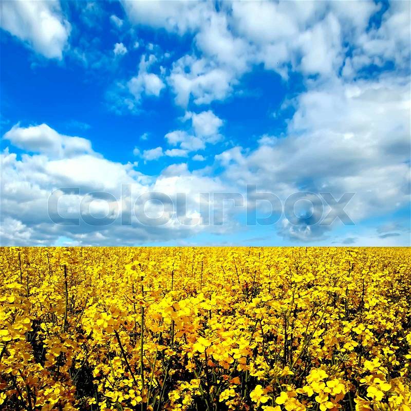 Flower of oil rape in field with blue sky and clouds, stock photo