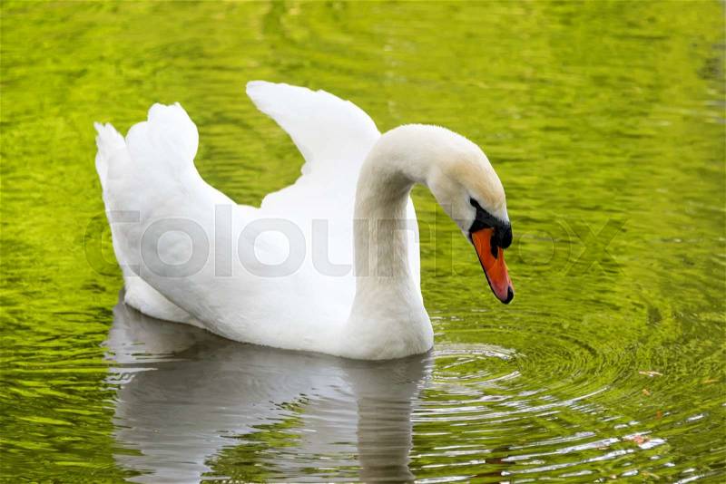 White swan on green lake water reflecting the foliage in sunny day, swans on pond, stock photo