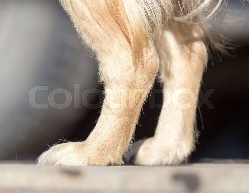 Paw dog on the nature, stock photo
