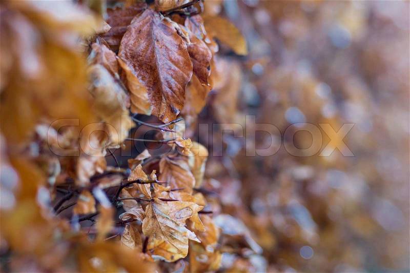 Leaves of the common beech, stock photo
