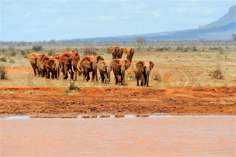 Elephant in National park of Kenya, Africa, stock photo