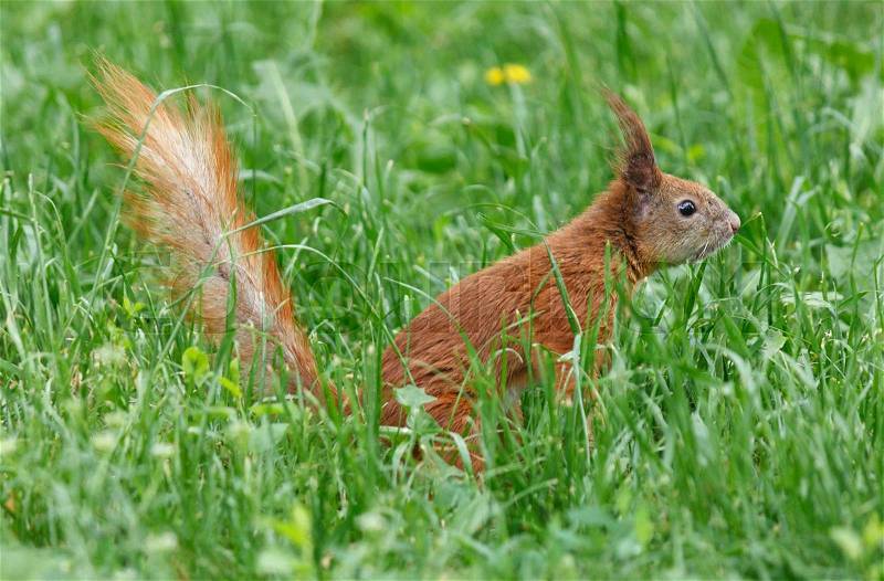 Close up of squirrel in green grass, stock photo