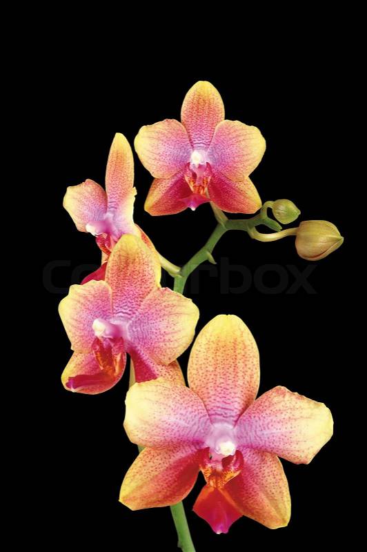 Beautiful yellow orchid isolated on black background, stock photo