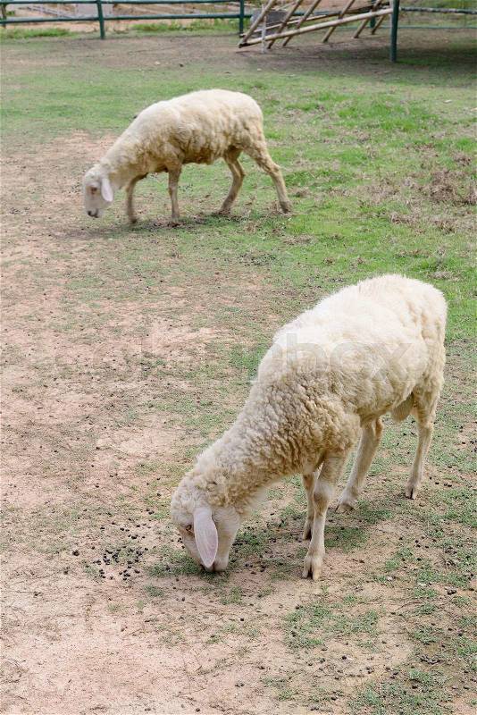 Sheep in animal farm, stock photo