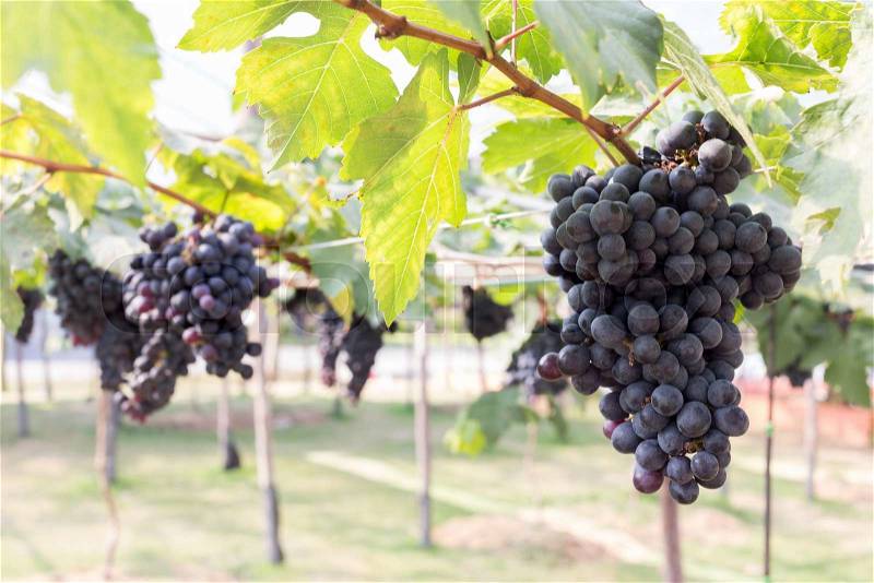 Grapes fruit in farm viticulture of agriculture, stock photo