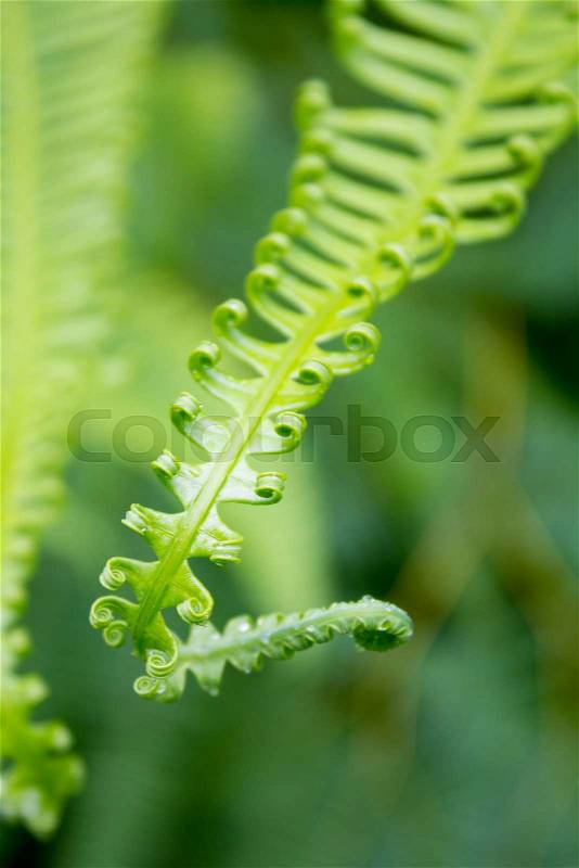 Young fern frond with water drop, stock photo