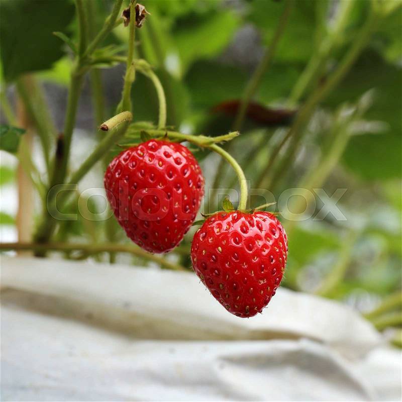 Close up strawberry seedlings in the farm , stock photo