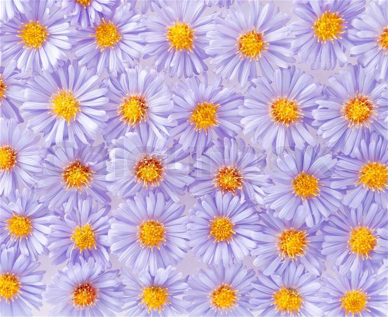 Background of small purple chrysanthemums, stock photo