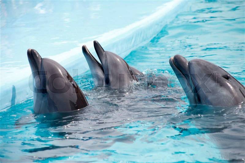 A cute dolphins during a speech at the dolphinarium, stock photo