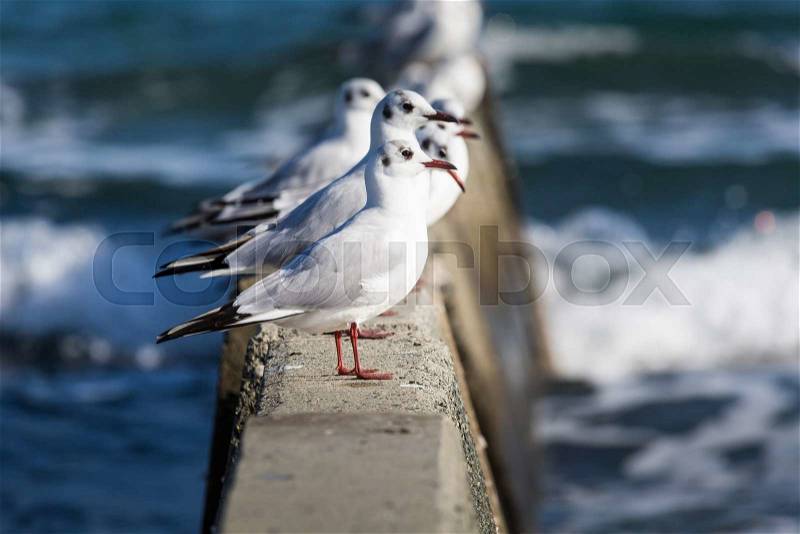 Black headed gulls in high wind and rough seas. , stock photo