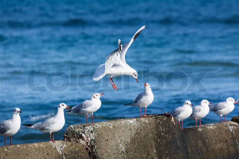 Black headed gulls in high wind and rough seas. , stock photo