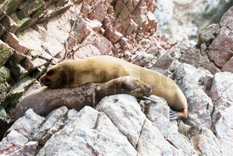Sea lions fighting for a rock in the peruvian coast at Ballestas islands Peru , stock photo