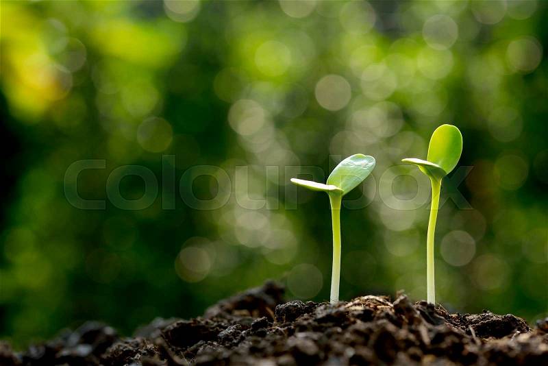 Green sprouts growing out from soil in the morning light, stock photo