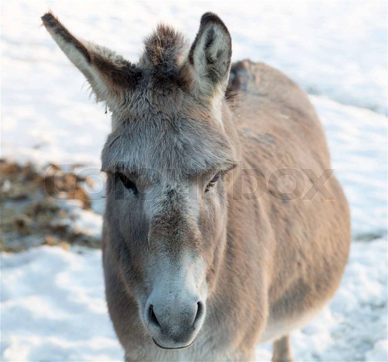Donkey\'s Face in Winter close up, stock photo