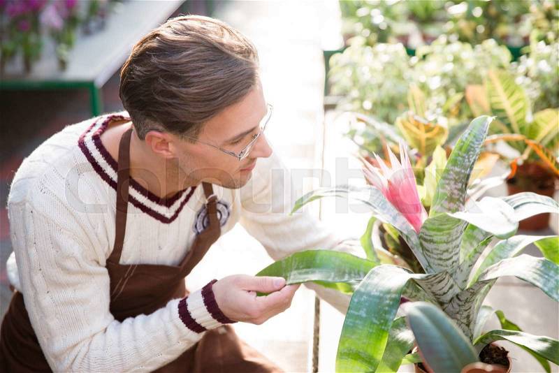 Handsome man gardener in uniform and glasses taking care of flowers in greenhouse, stock photo