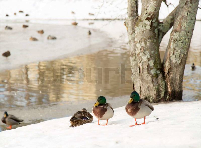 Ducks by Icy Pond, stock photo