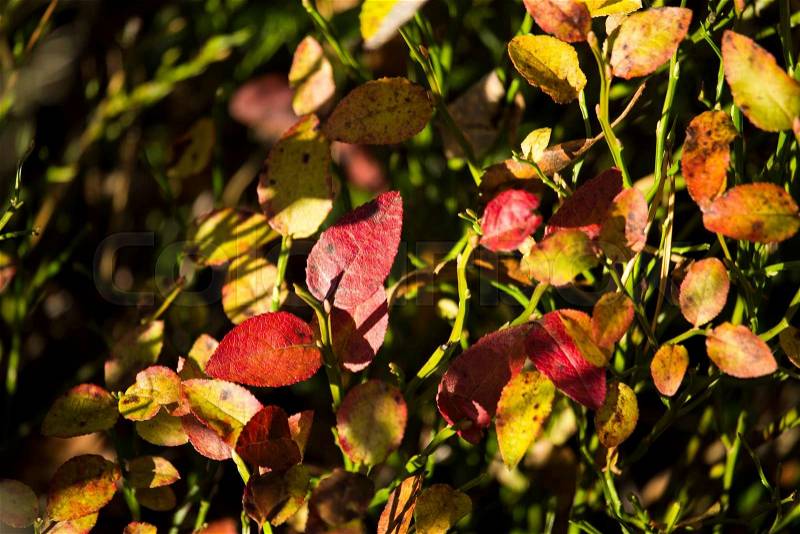 Blue Berry Leaves in the Fall, stock photo